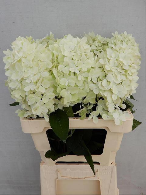 Hydrangea Candle 60cm 16Ø
