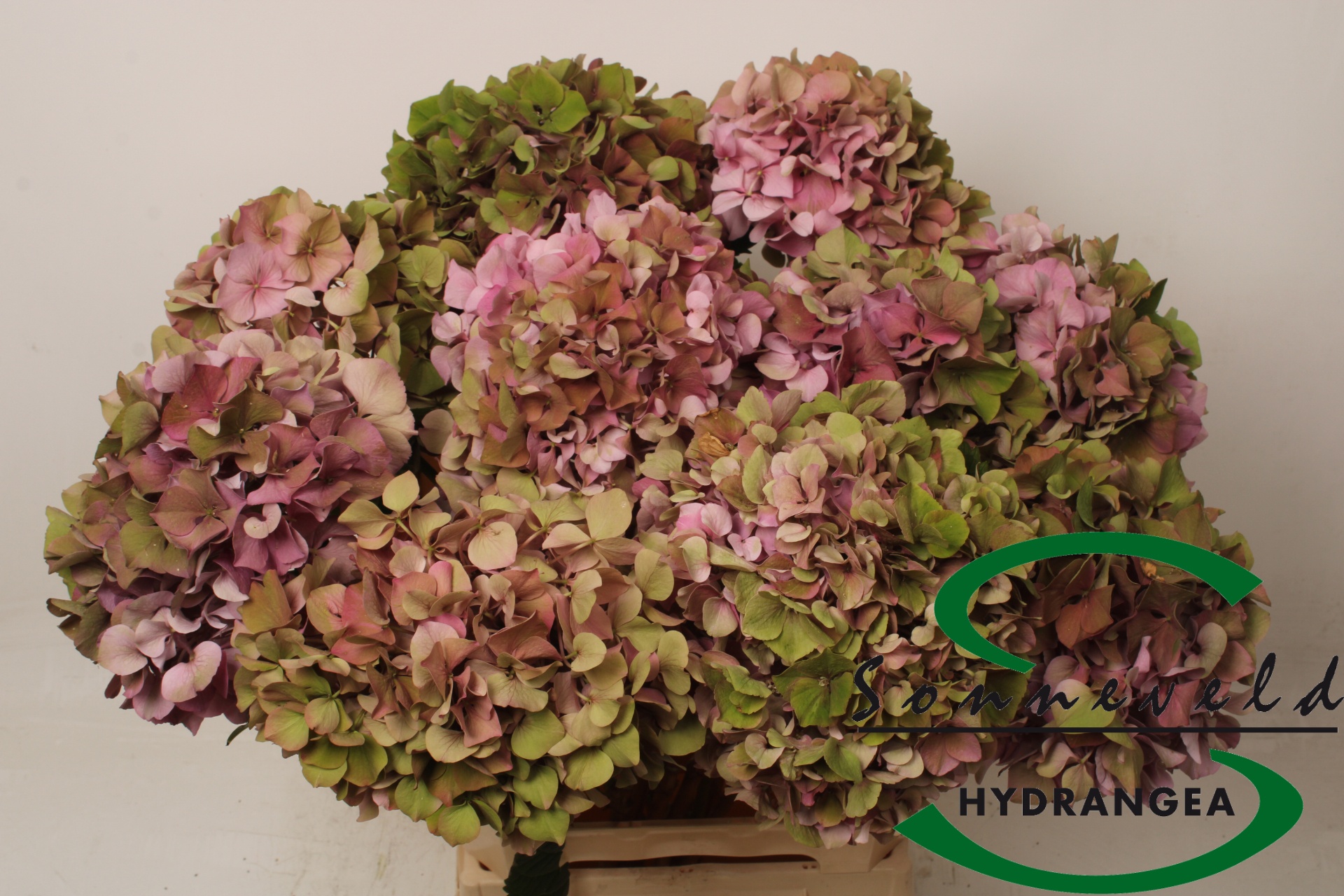 Hydrangea Glowing Alps Classic 60cm 19Ø