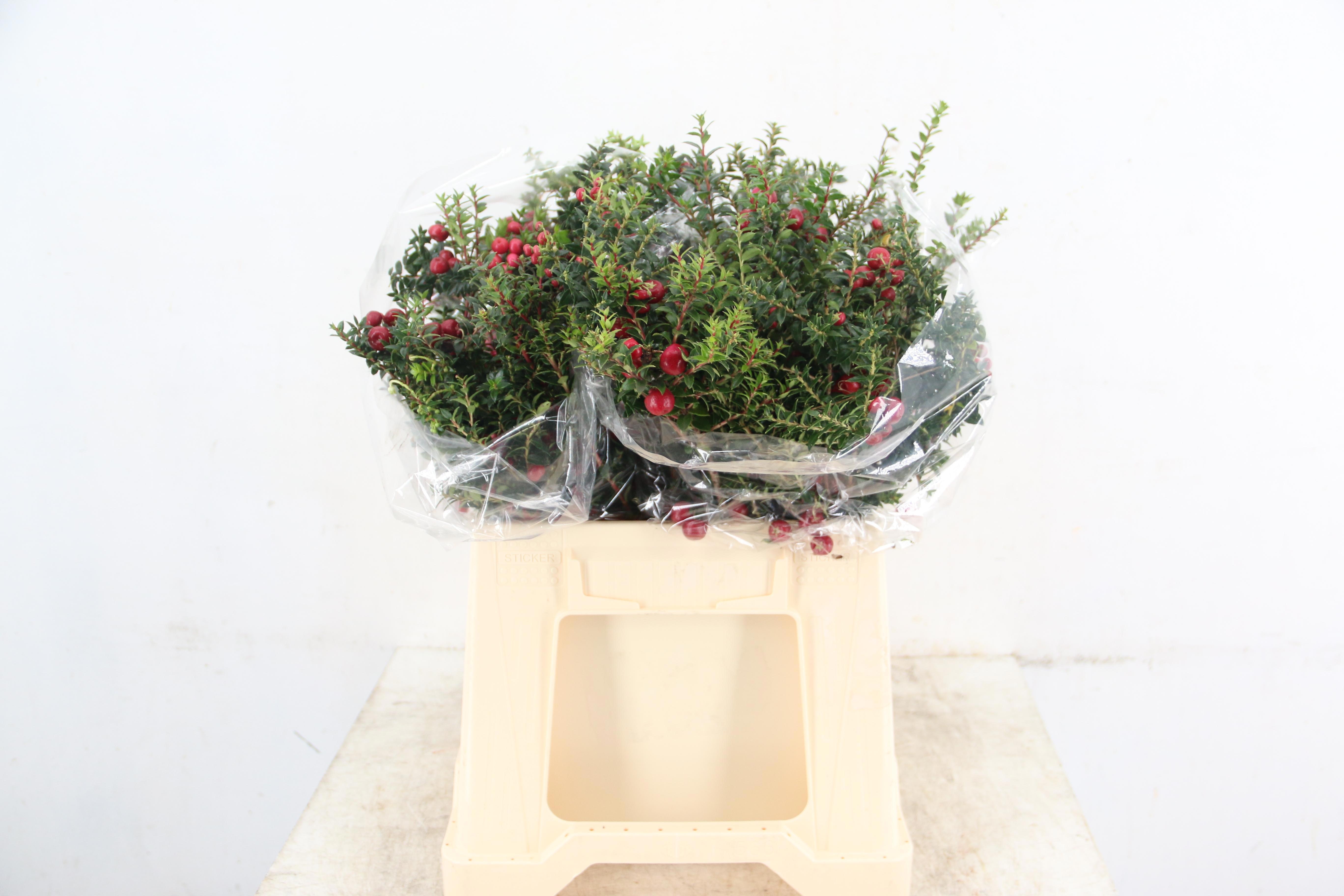 Gaultheria Mucronata 40L.cm