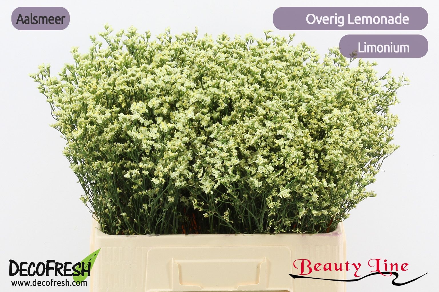 Limonium Sin Lemonade 60cm 16gram