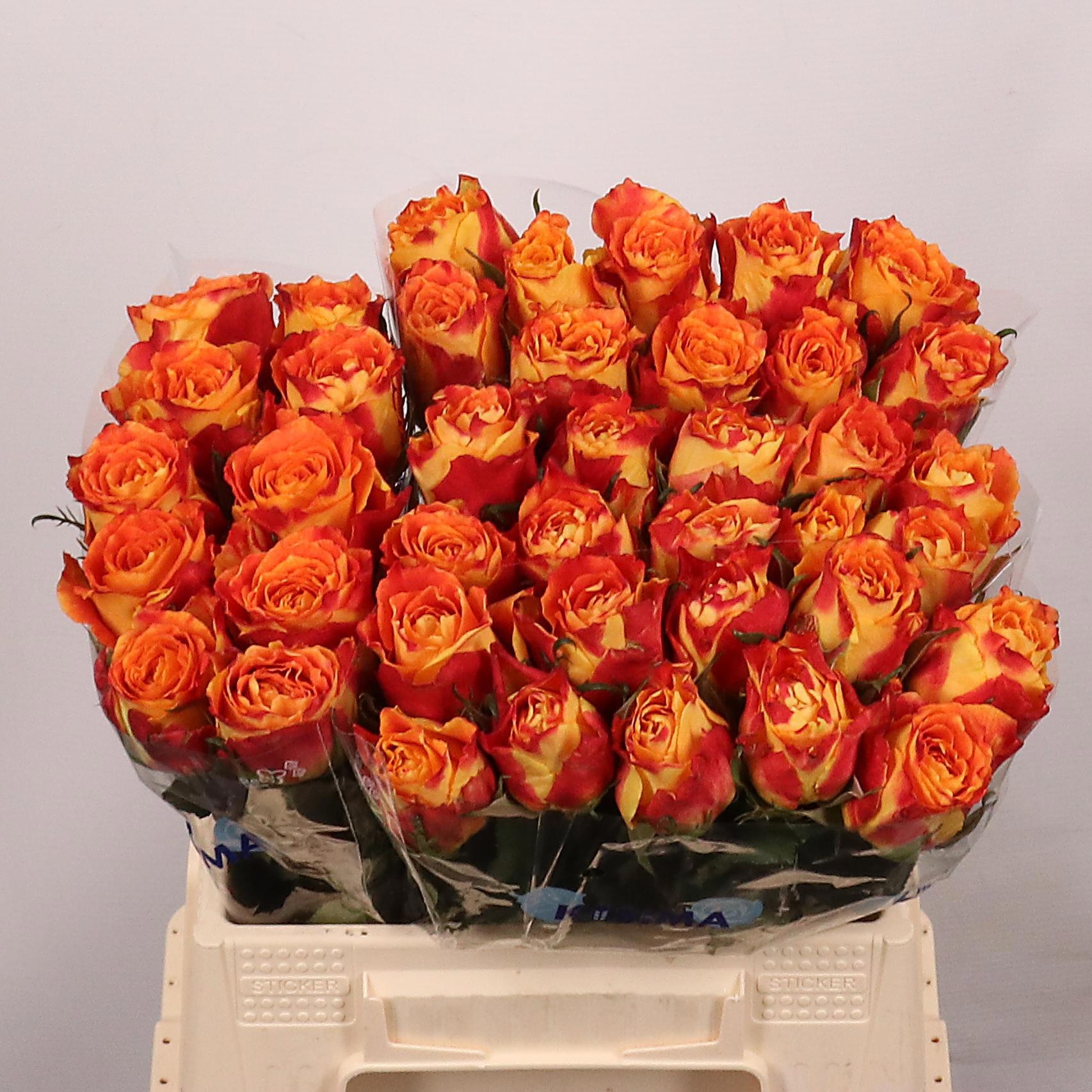 Rosa Silantoi 40cm