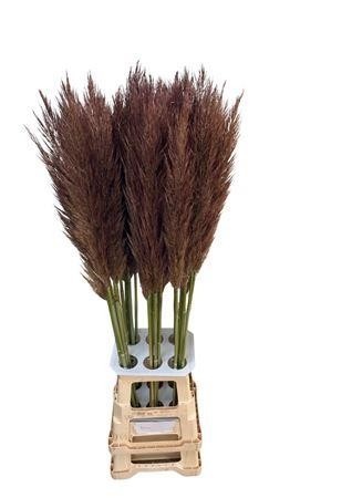 Ov Colrbehandeld 120cm