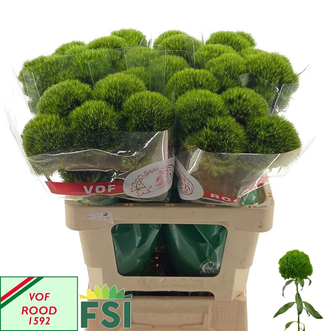 Di Barb Green Charm 60cm