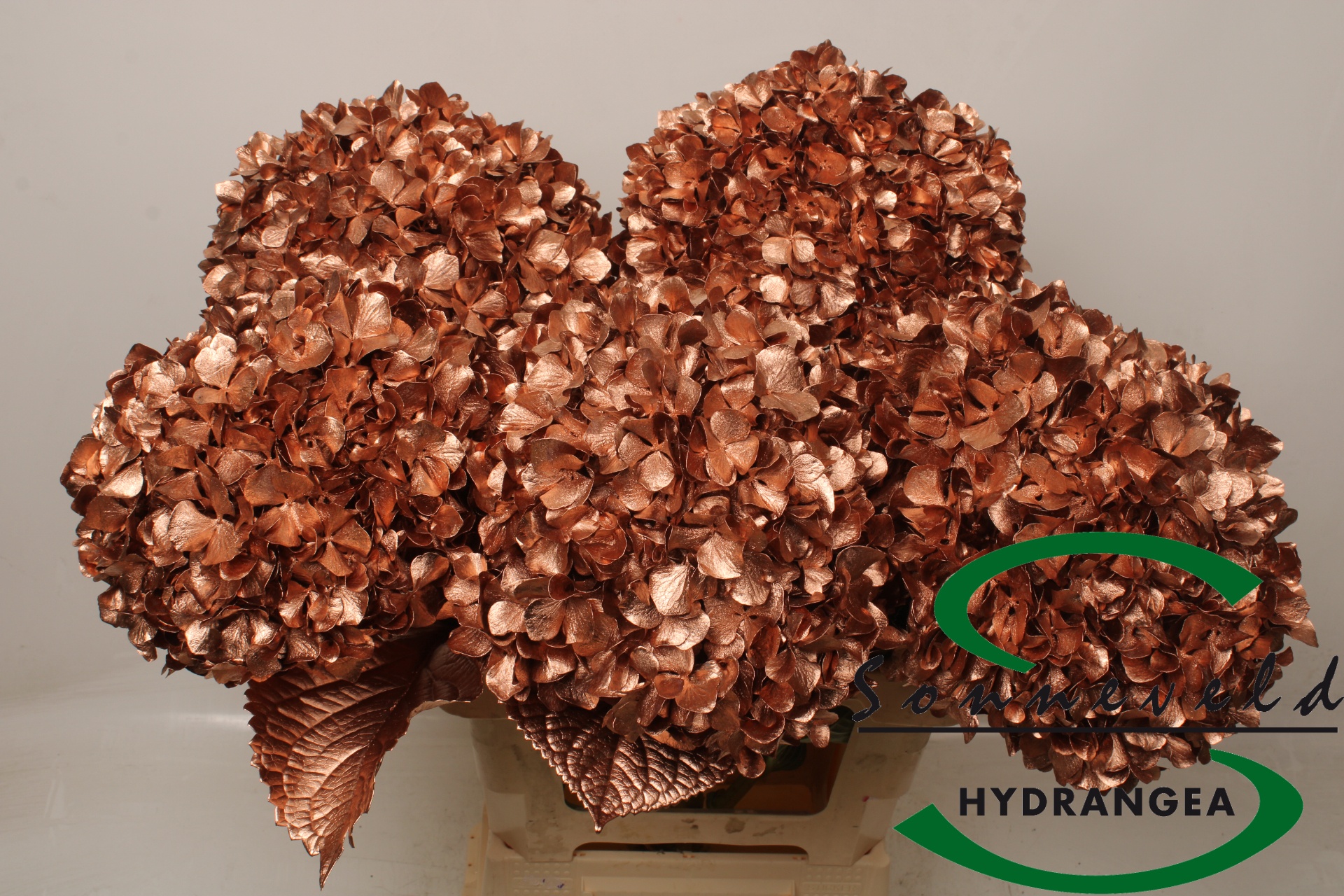 Hydrangea Painted 60cm 21Ø