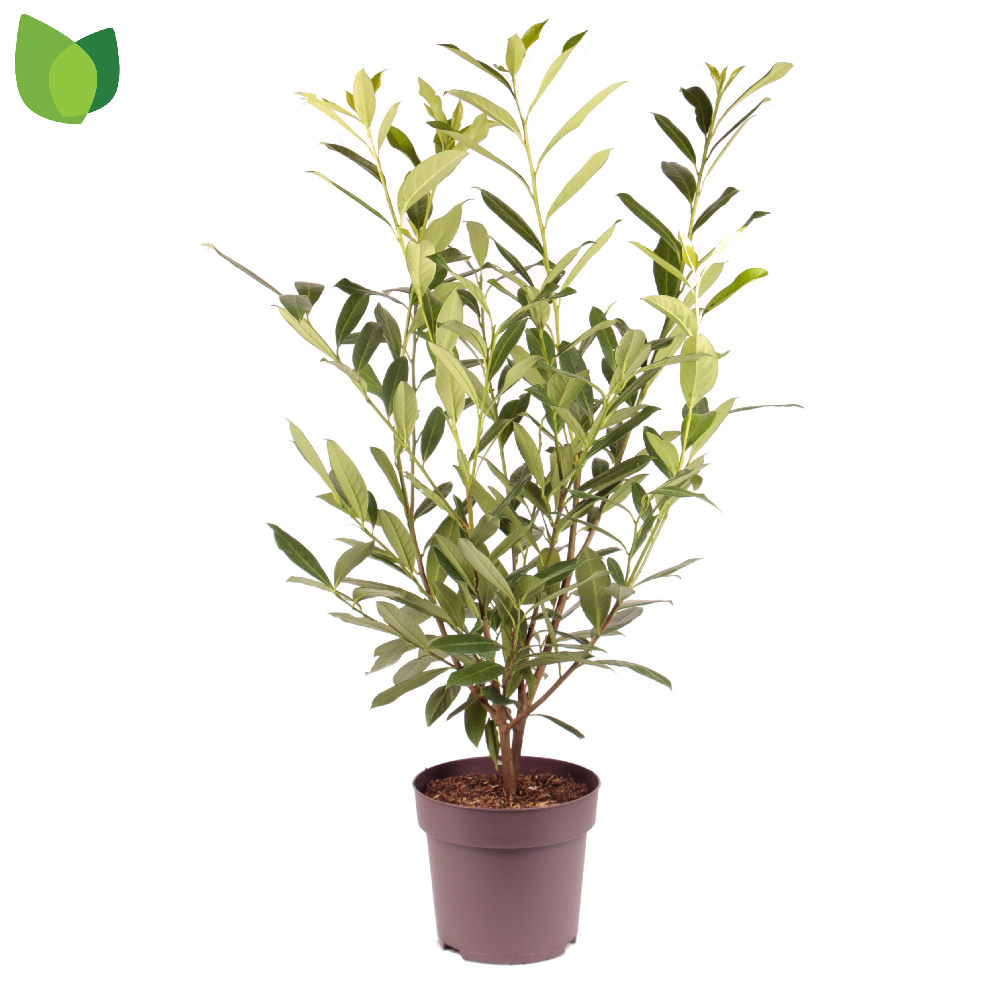 Picture of Prunus laurocerasus Caucasica P29 (10 Ltr)