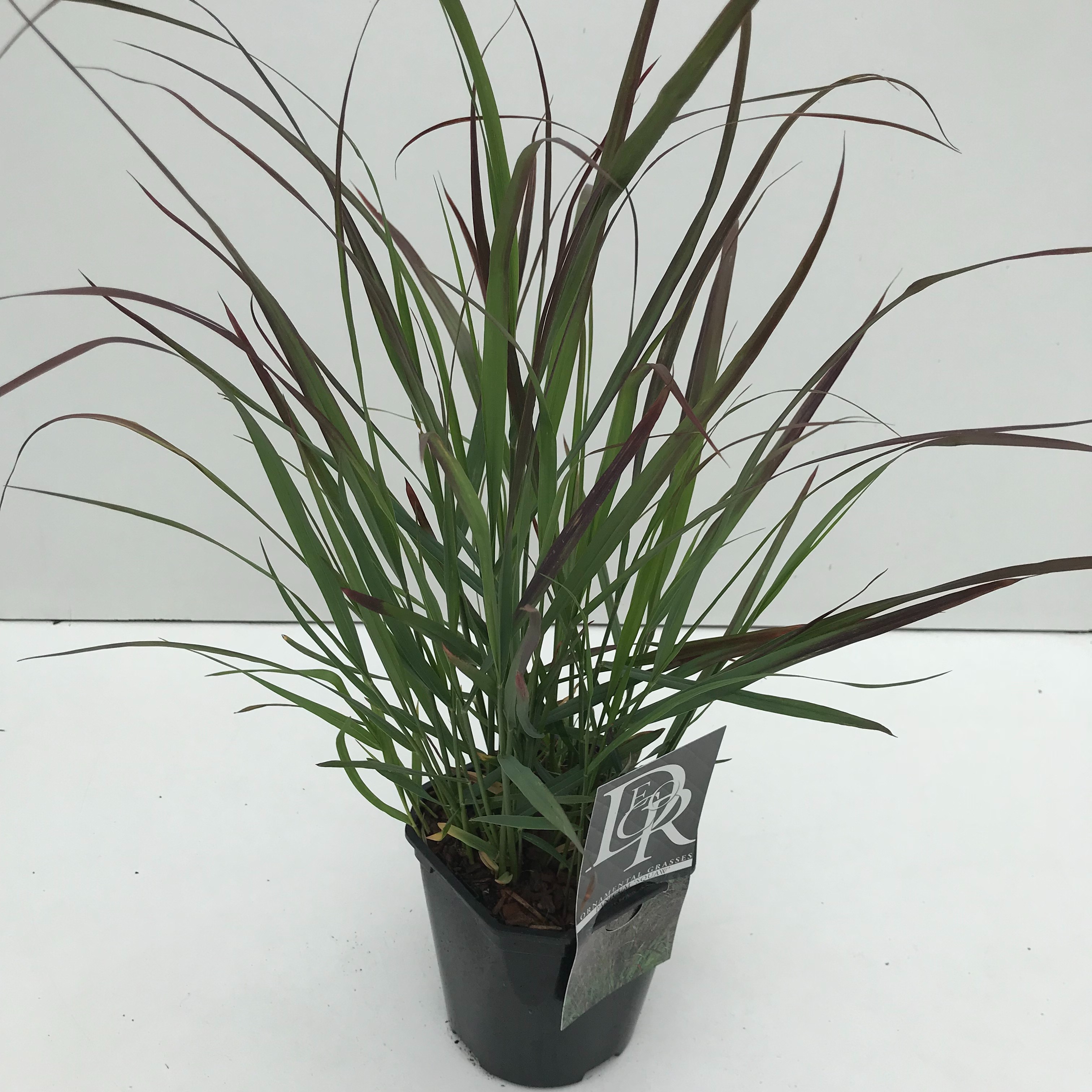 Picture of Panicum Squaw P17 (2 Ltr) Square