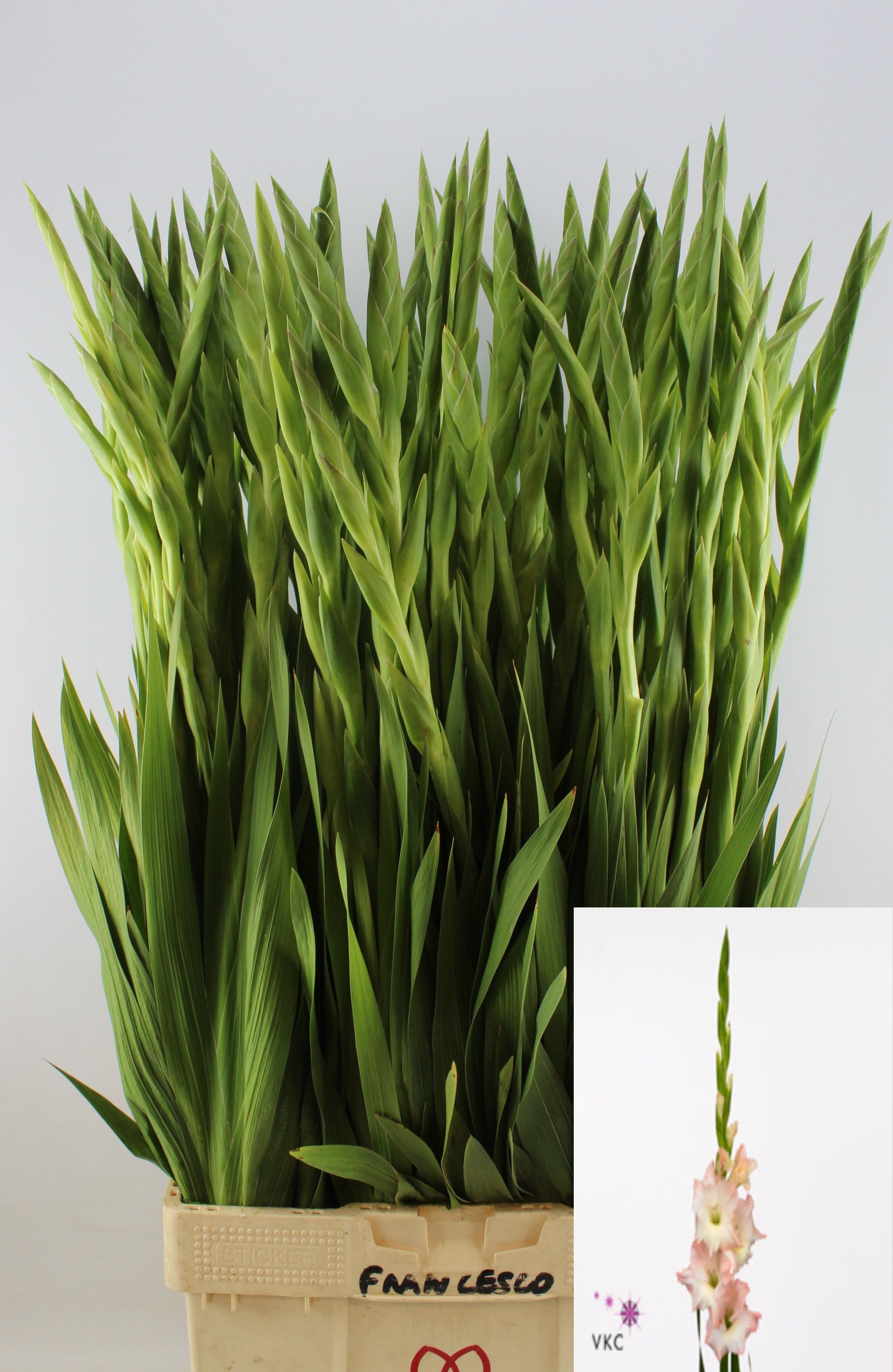 Gladiolus Careless 100cm 200gram