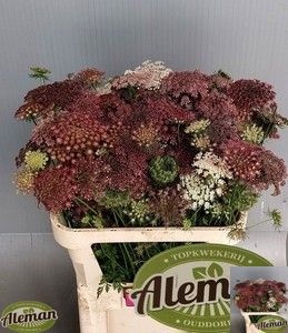 Daucus Carota 80cm