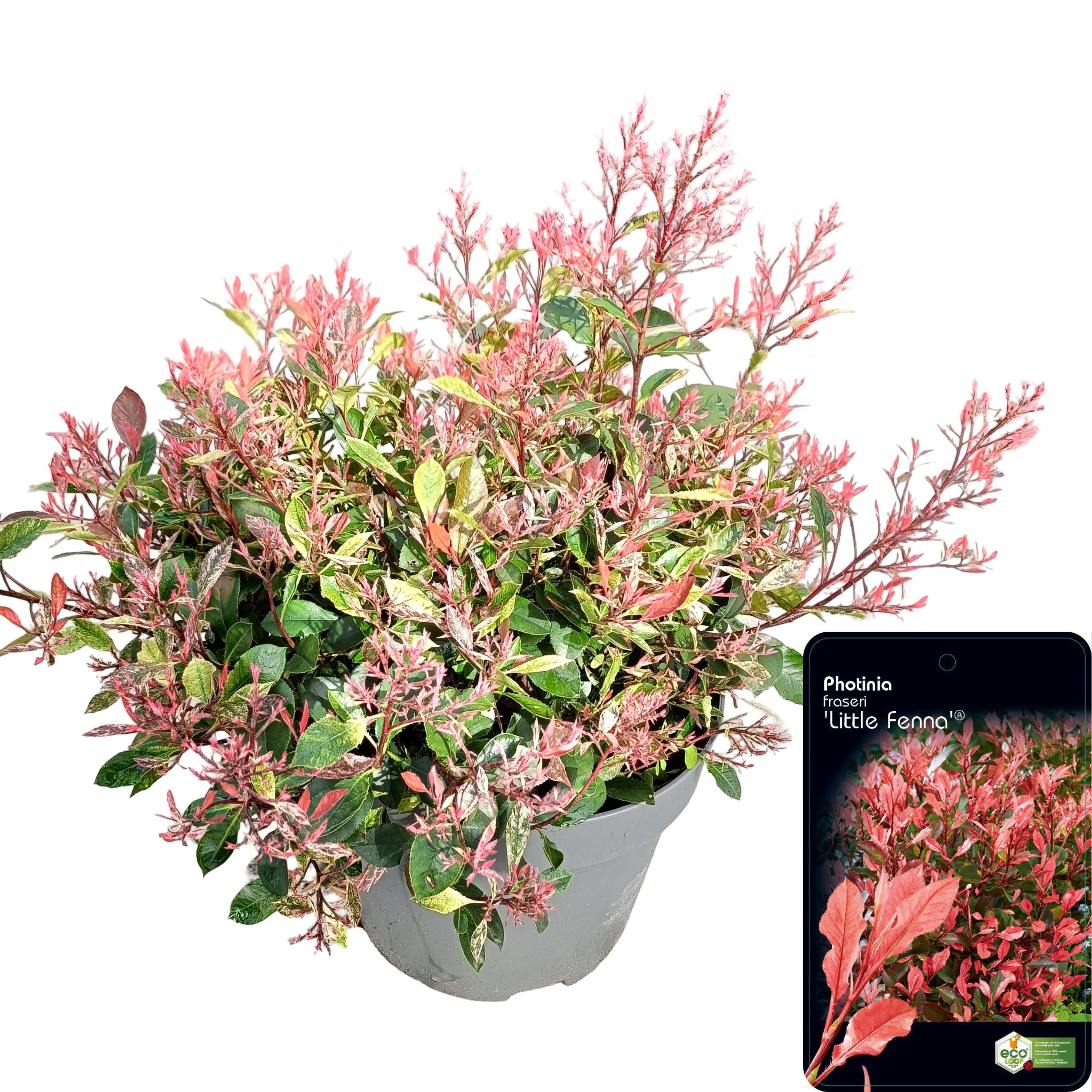 Picture of Photinia fras. 'Little Fenna'® C10