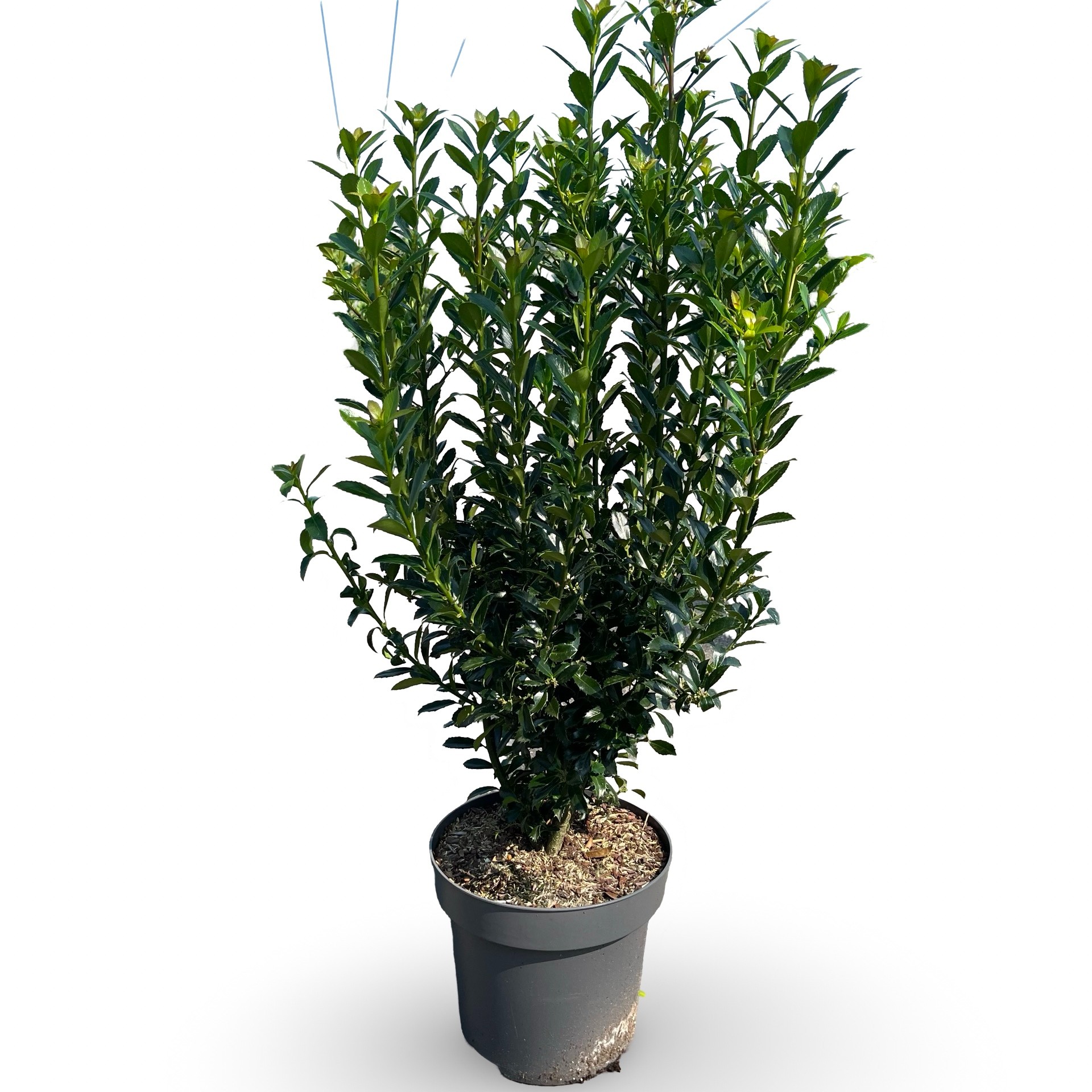 Picture of Ilex meserveae 'Heckenpracht'