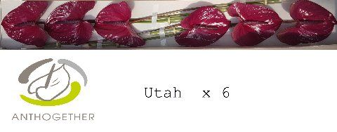 Anth A Utah