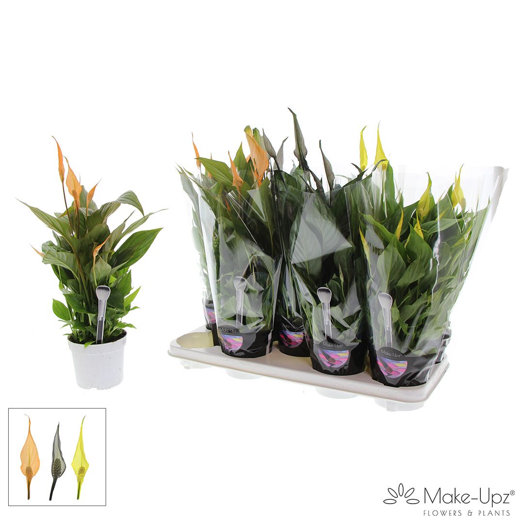 Picture of Spathiphyllum Bellini Make Upz - Halloweenmix P13 40CM