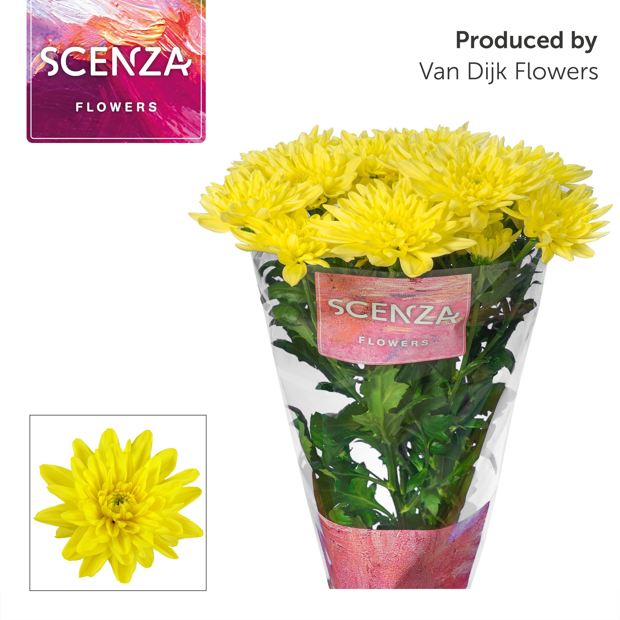 Chr T Baltica Yellow