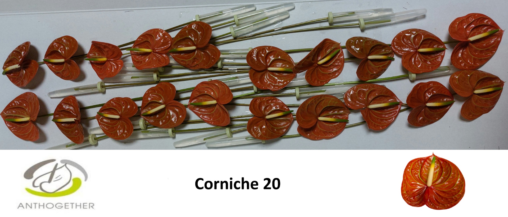 Anthurium Corniche 9Ø