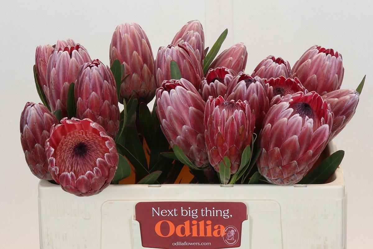 Protea Pink Ice 50cm