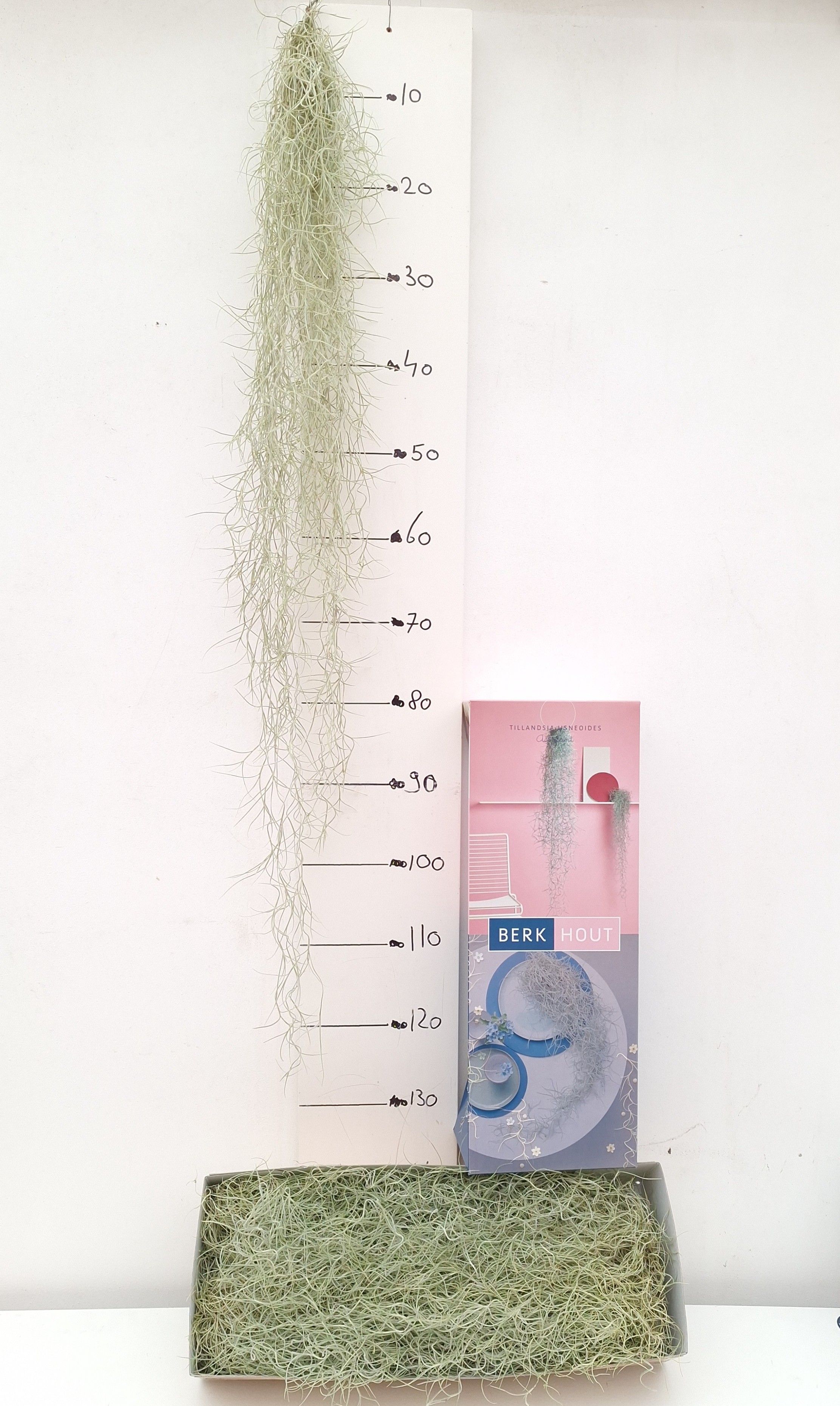 Till Usneoides
