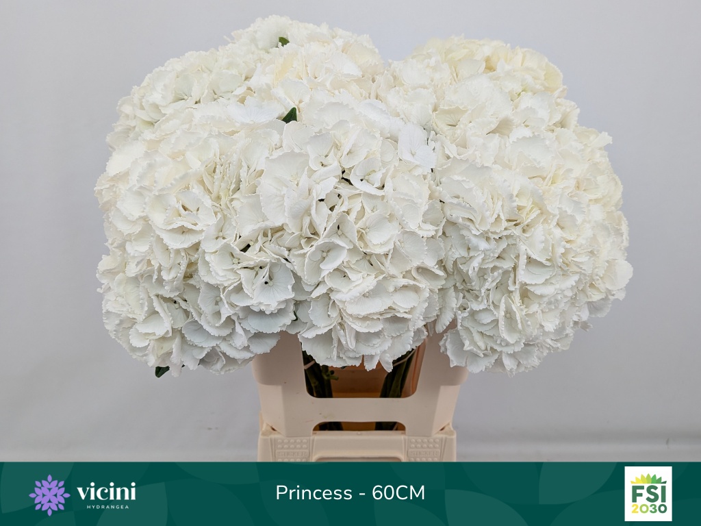 Hydrangea Royal Princess 60cm 19Ø