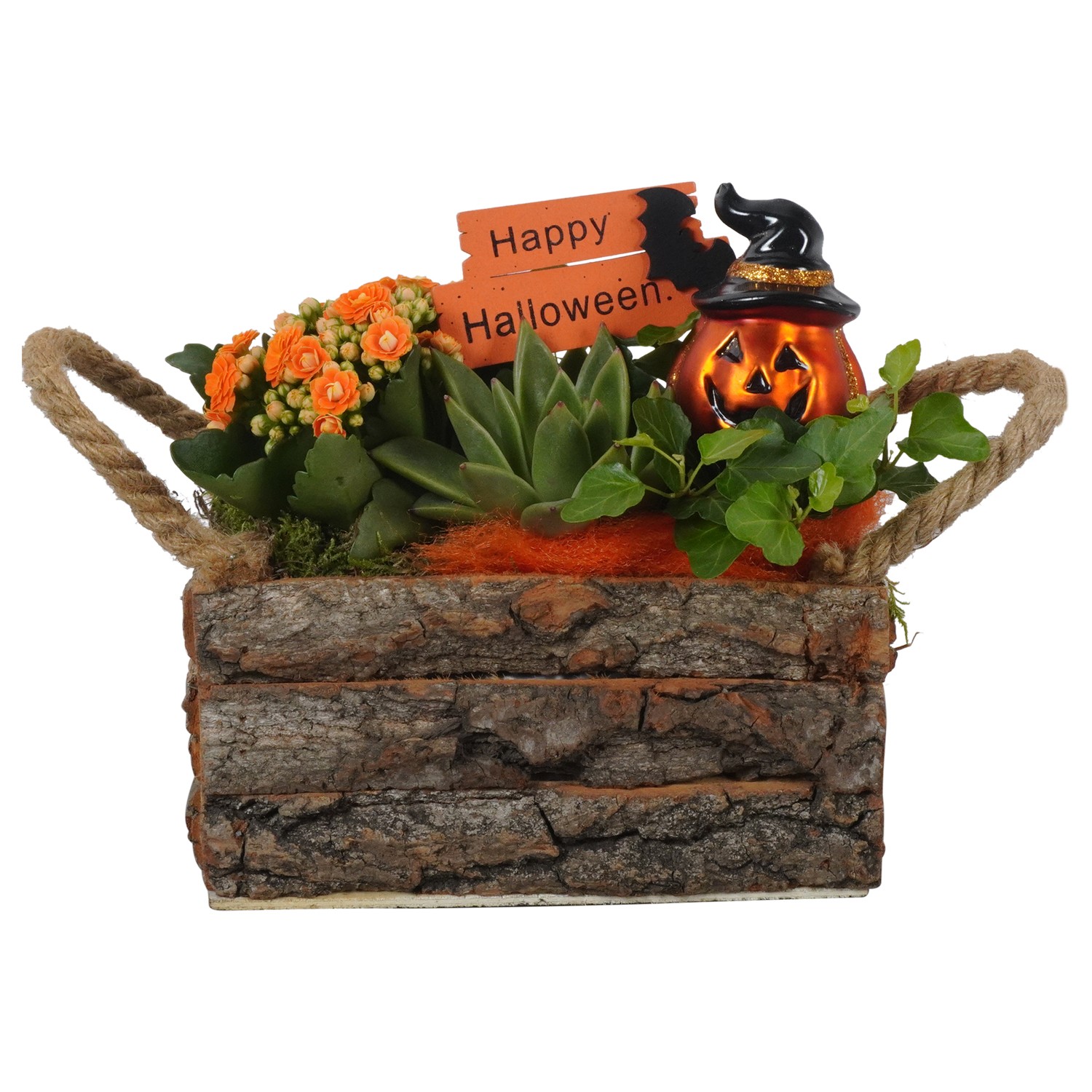 Picture of PTHL1936 Arrangement Halloween in wooden box P20 21CM