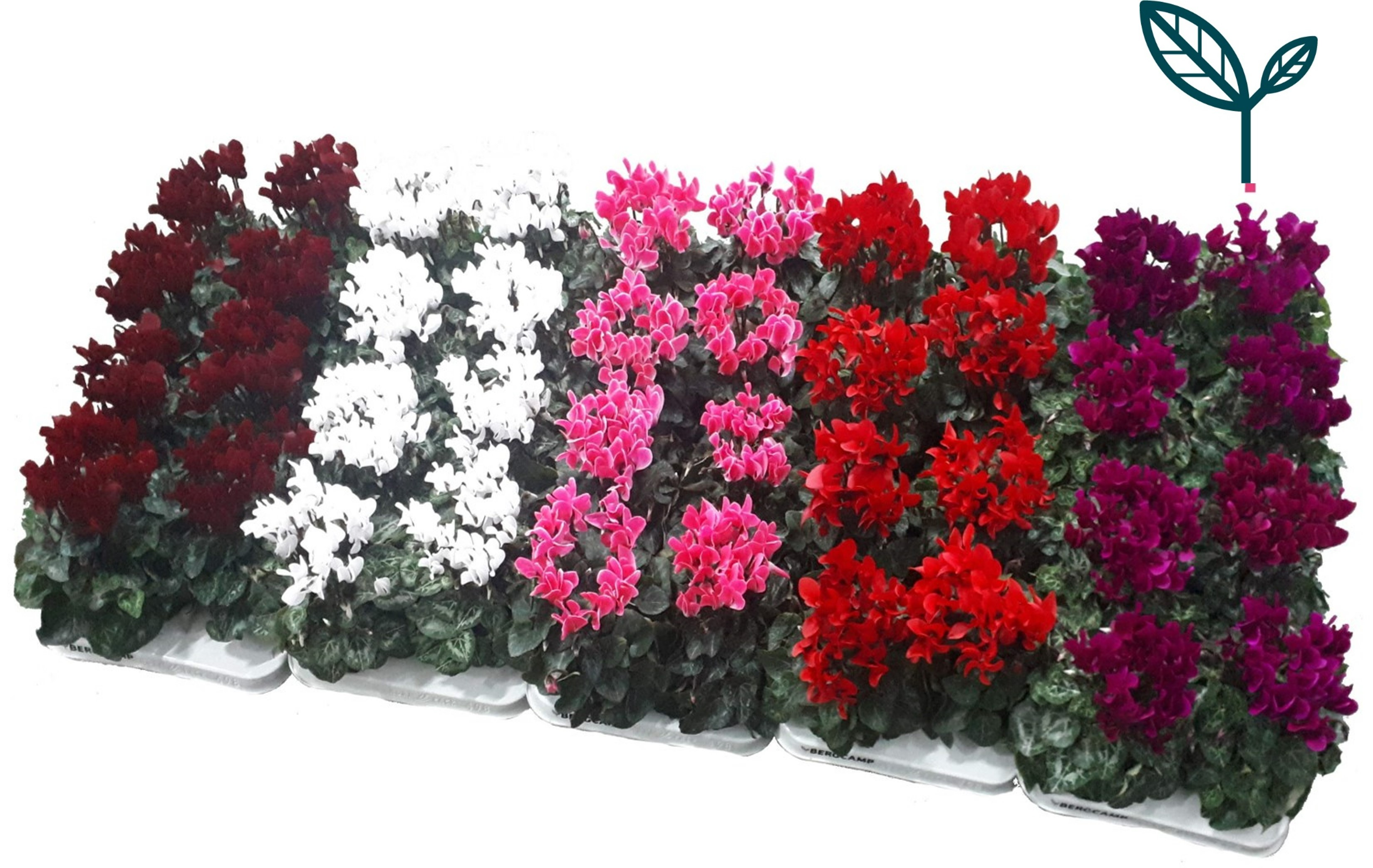 Picture of Cyclamen-mixed shelf P10.5 20CM