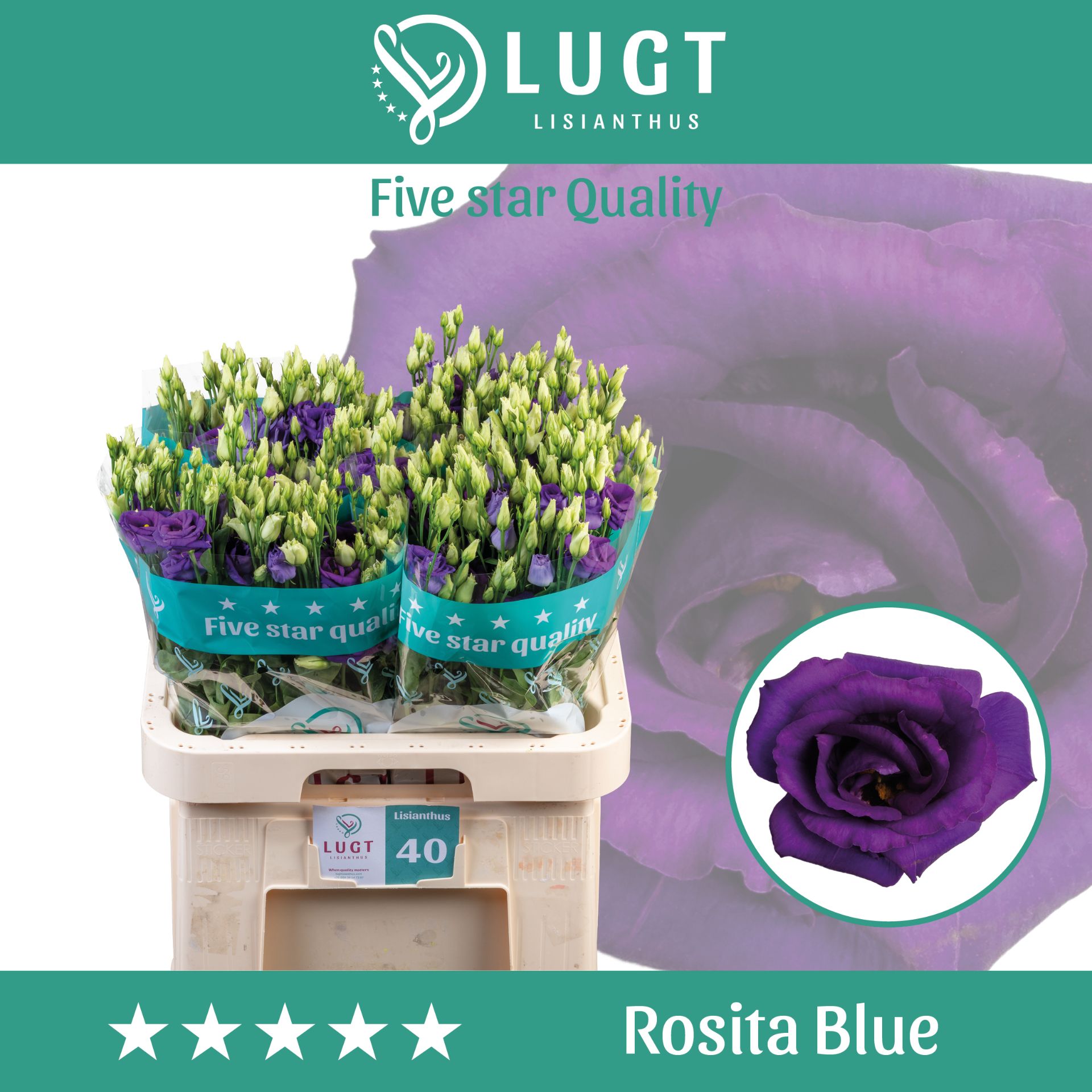 Eus G Rosi Blue