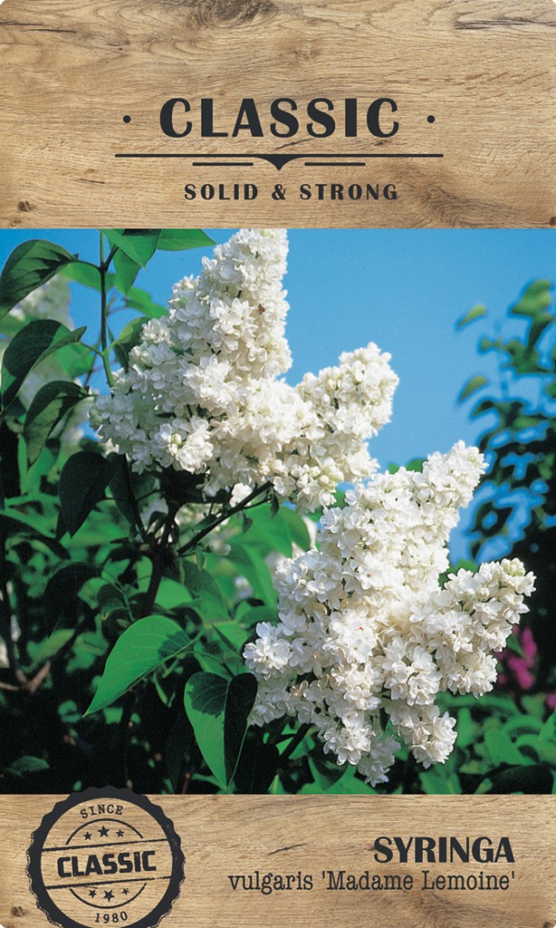 Picture of Syringa vulgaris 'Mme Lemoine'