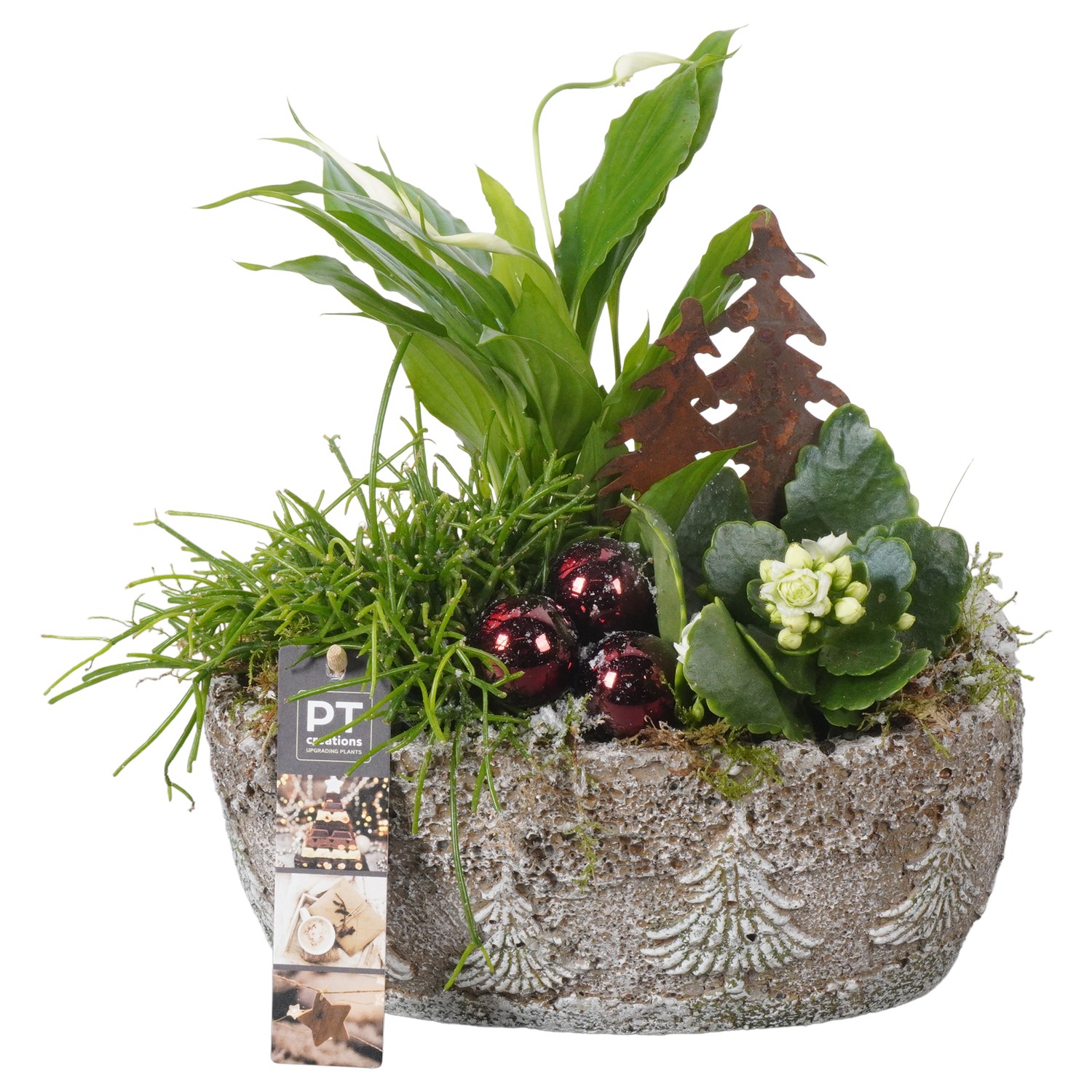 Picture of PTKB9418 Arrangement X-Mas in concrete bowl P23 27cm