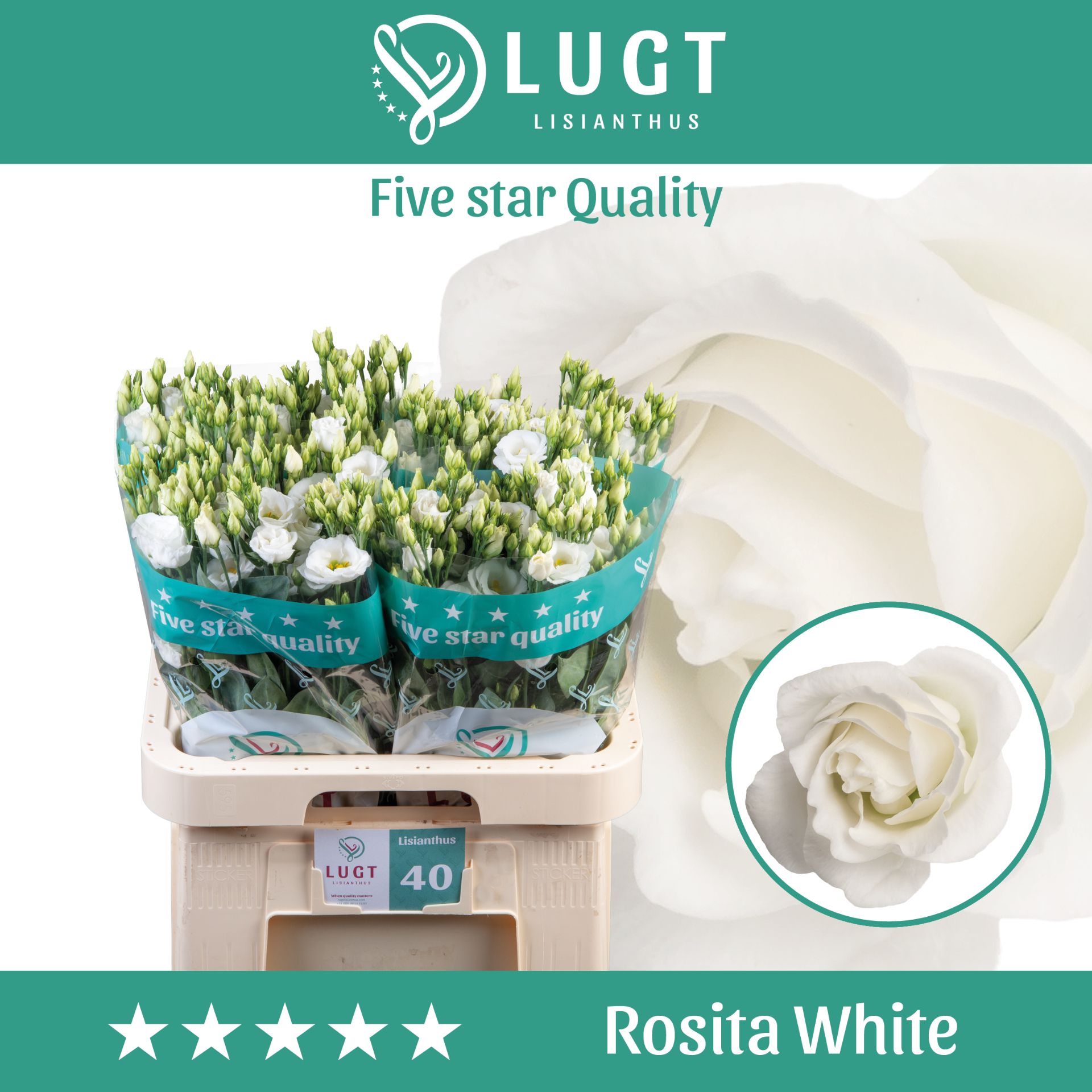 Eus G Rosi White