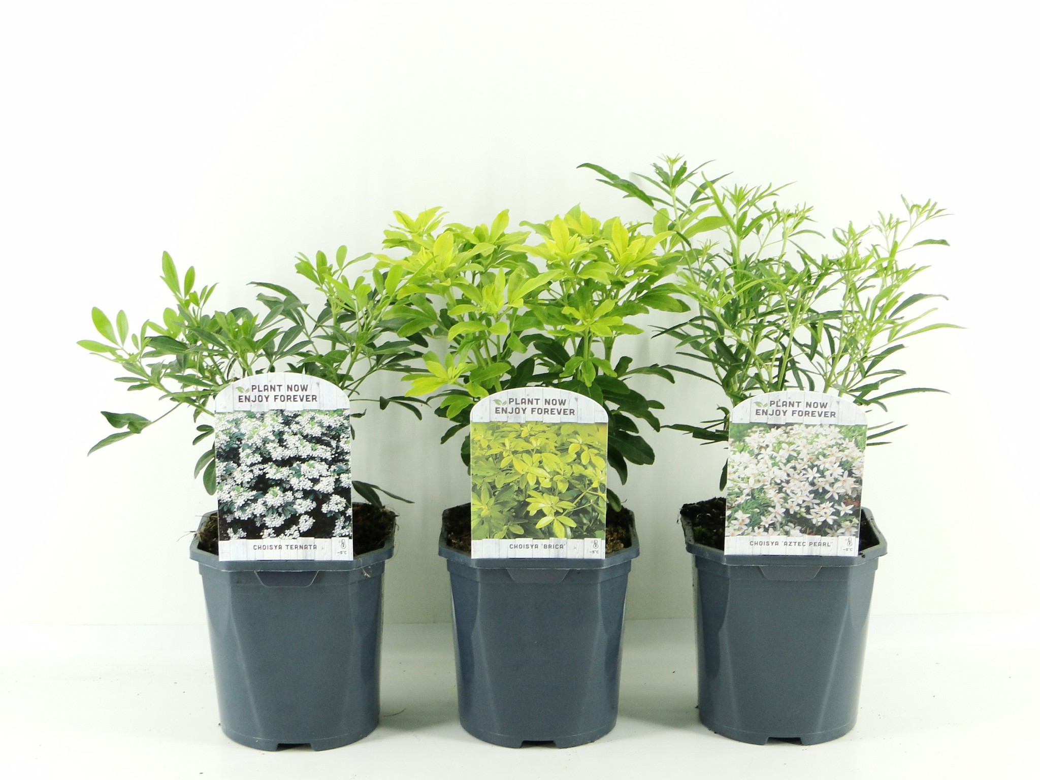 Picture of Choisya mix shelve