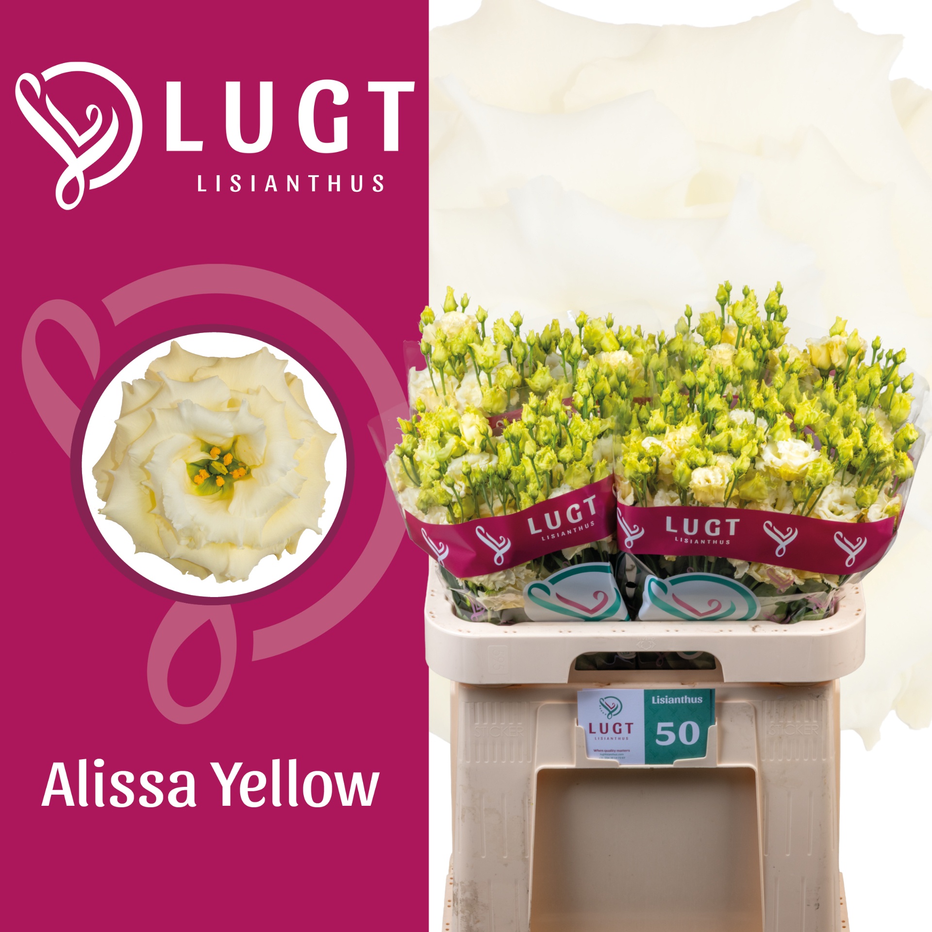 Eus G Alissa Yellow 70L.cm 55+knop 24bloei