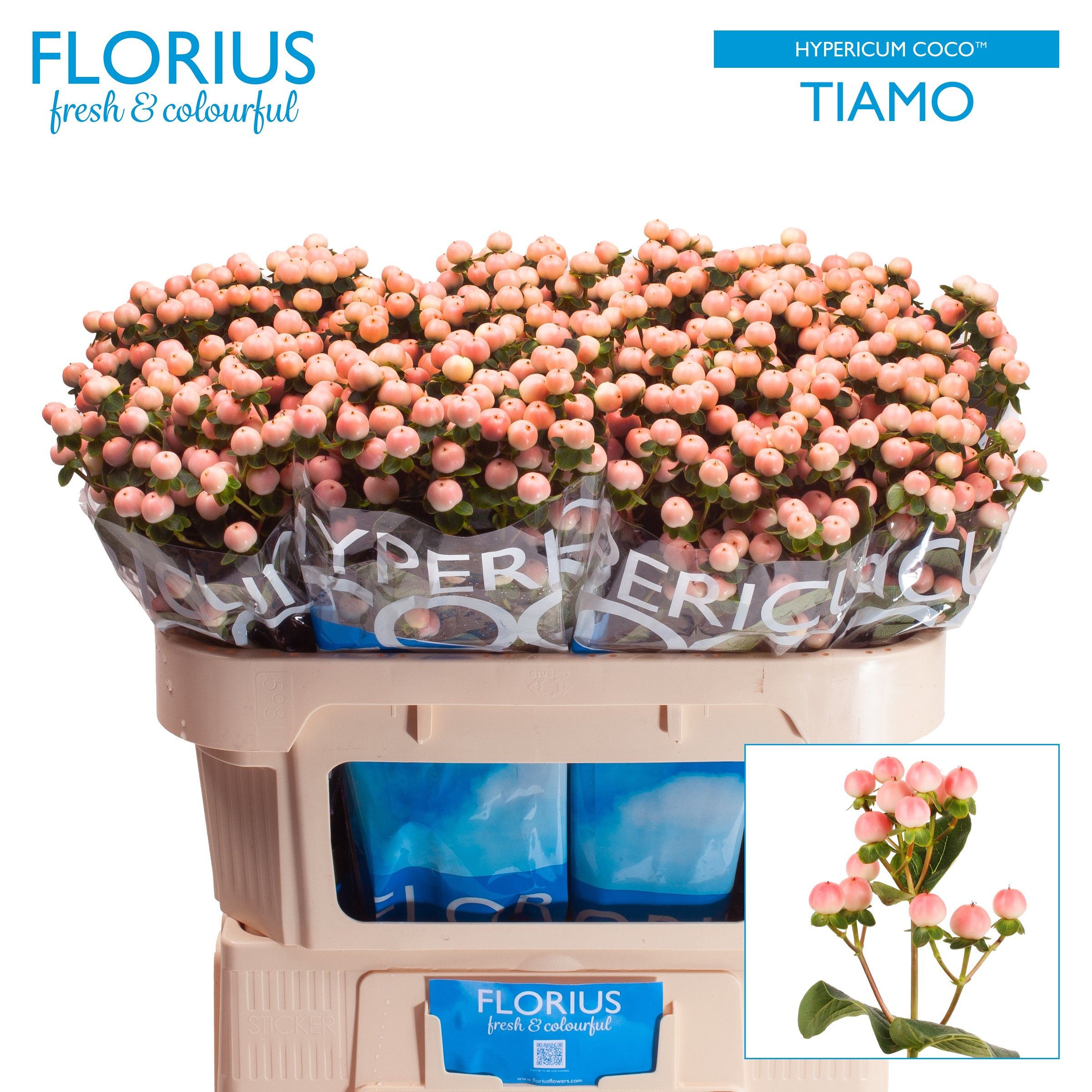 Hypericum Coco Tiamo 70cm