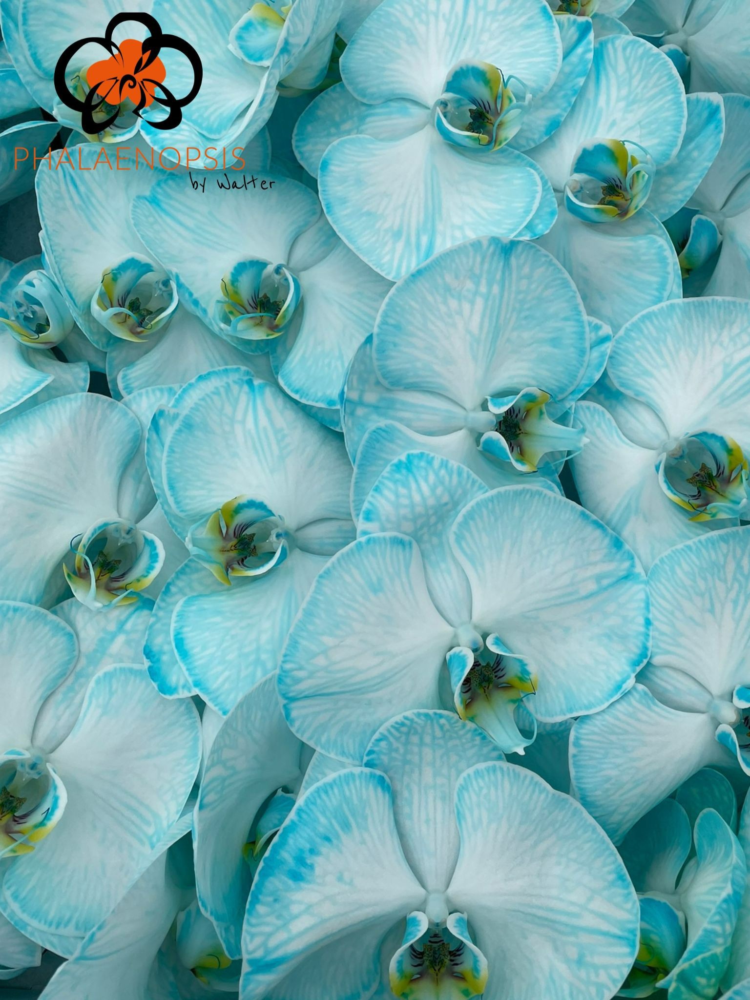 Phal Coloured Ice Blue