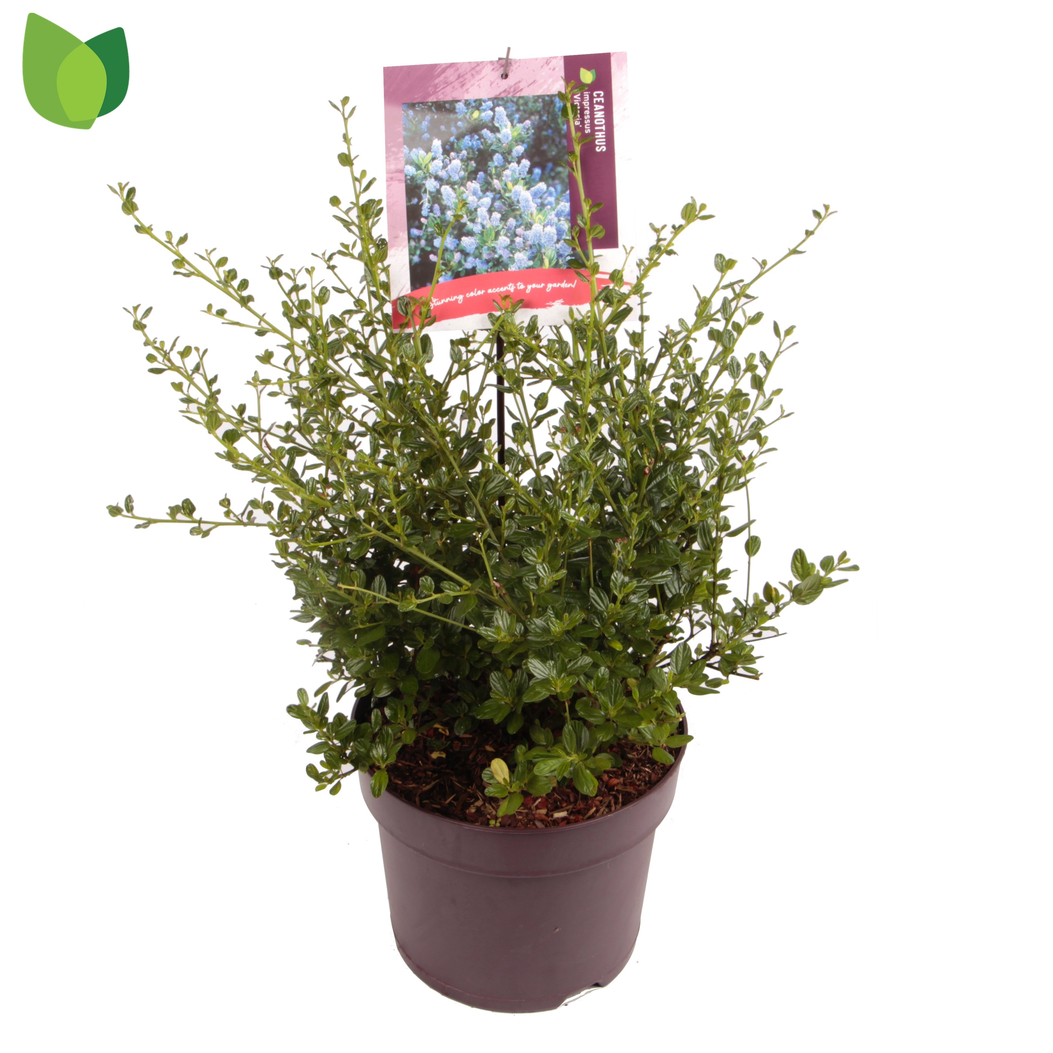 Picture of Ceanothus impressus Victoria P26 (7.5 Ltr)