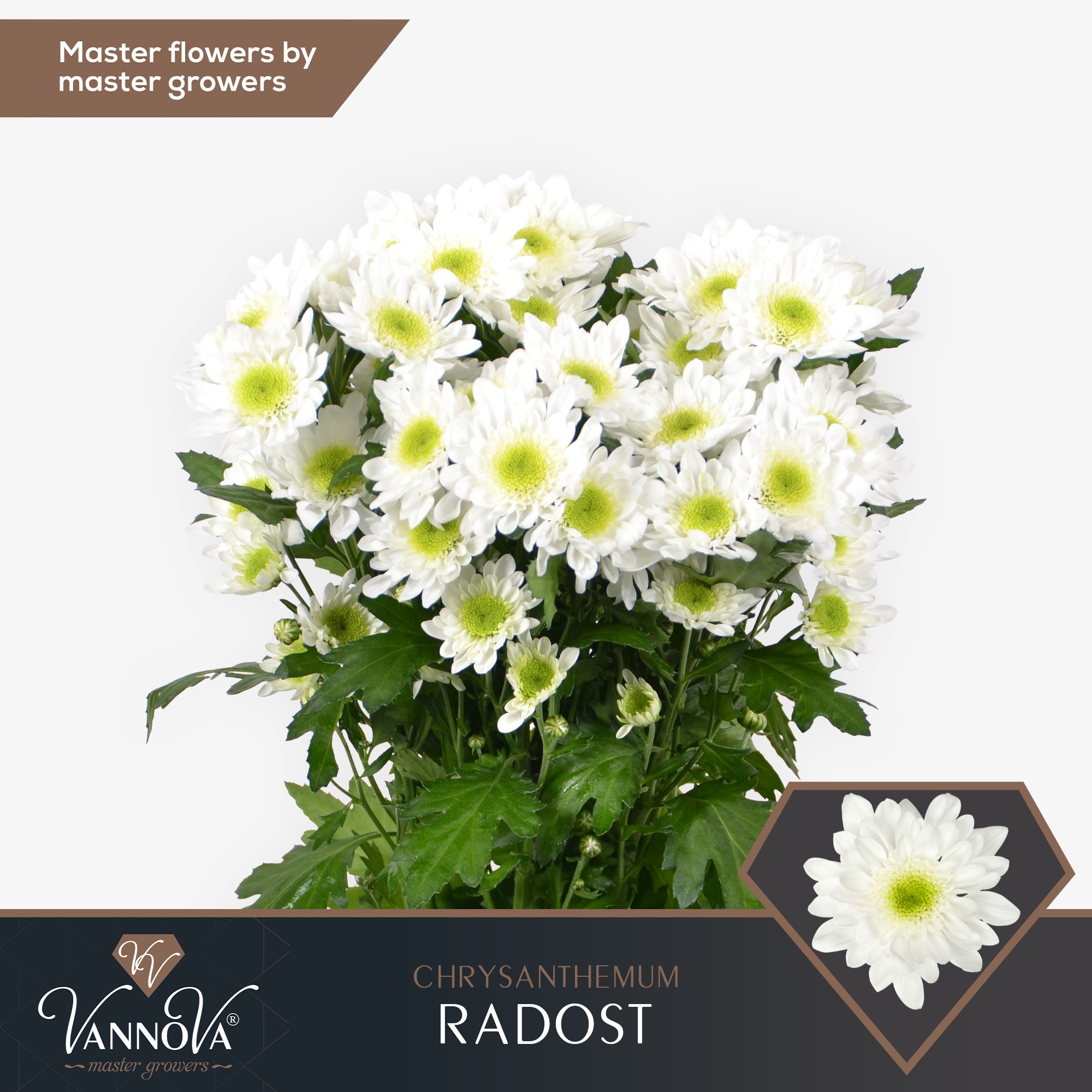 Chrys Spray Radost 85gram
