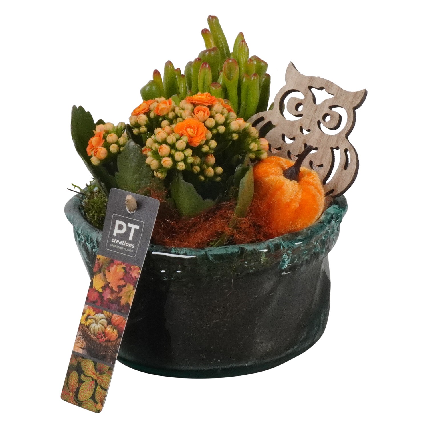 Picture of PTHG1719 Arrangement Autumn in glass bowl P14 17cm