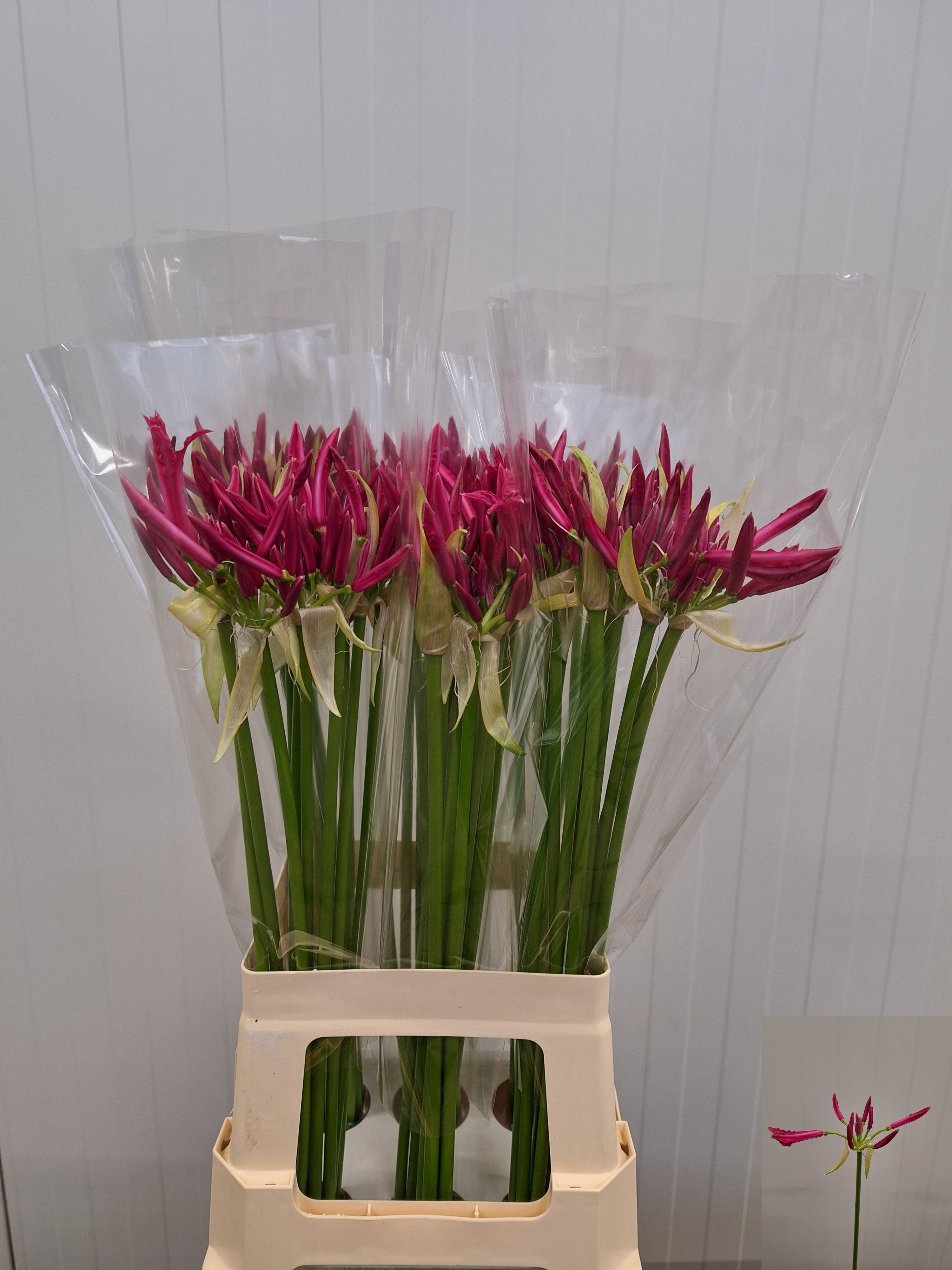Ne Bo Alexandra 70cm