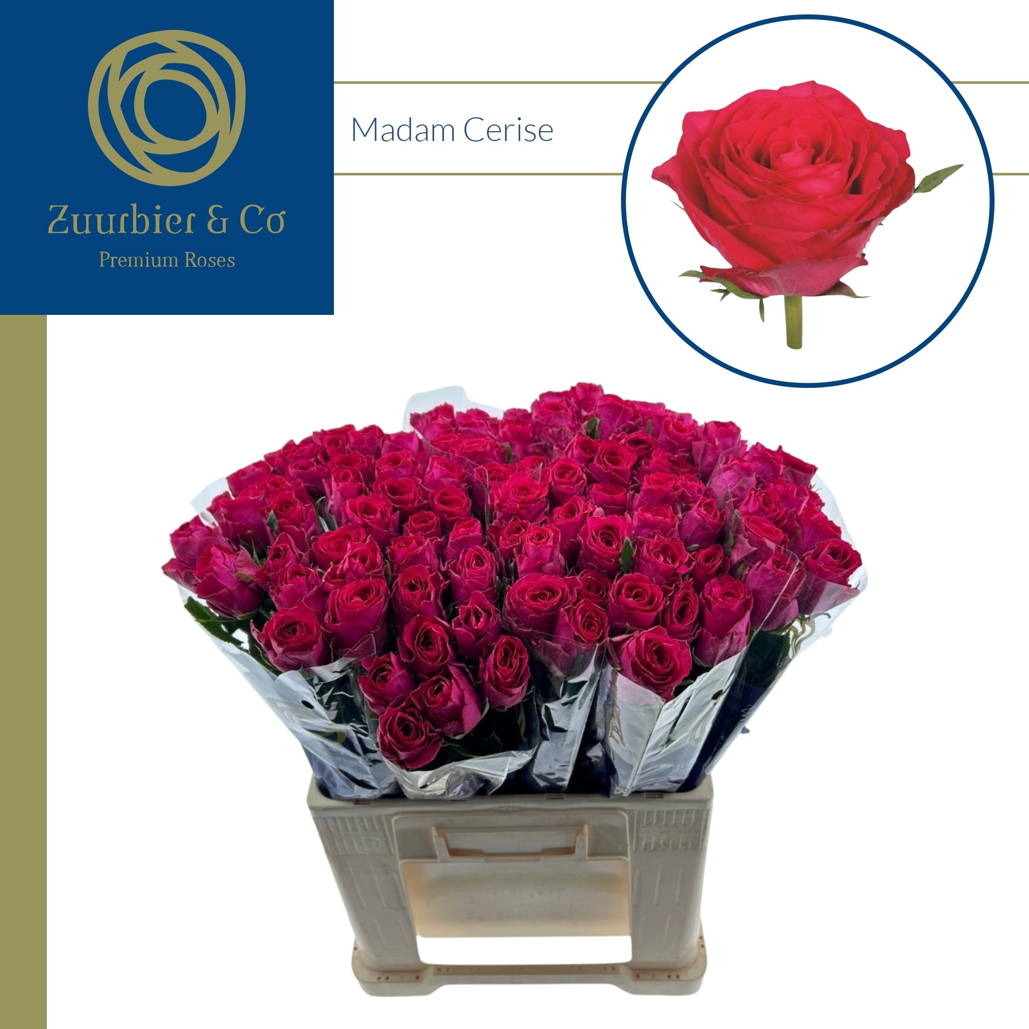 R Gr Madam Cerise