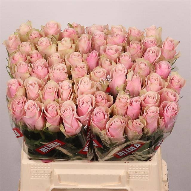 R Gr Pink Athena