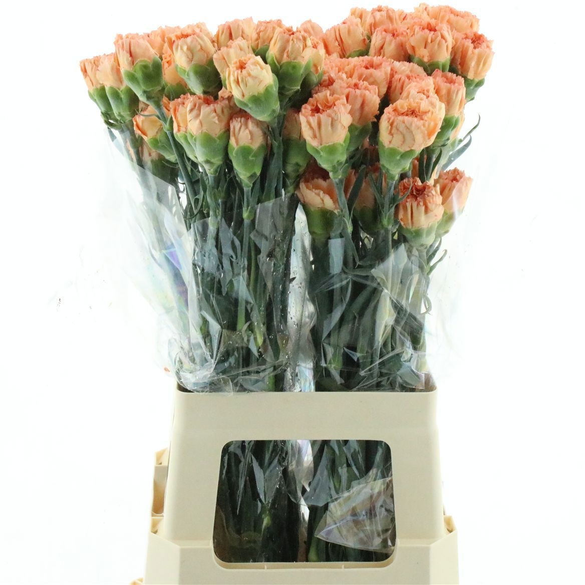Dianthus Hermes Orange 70cm