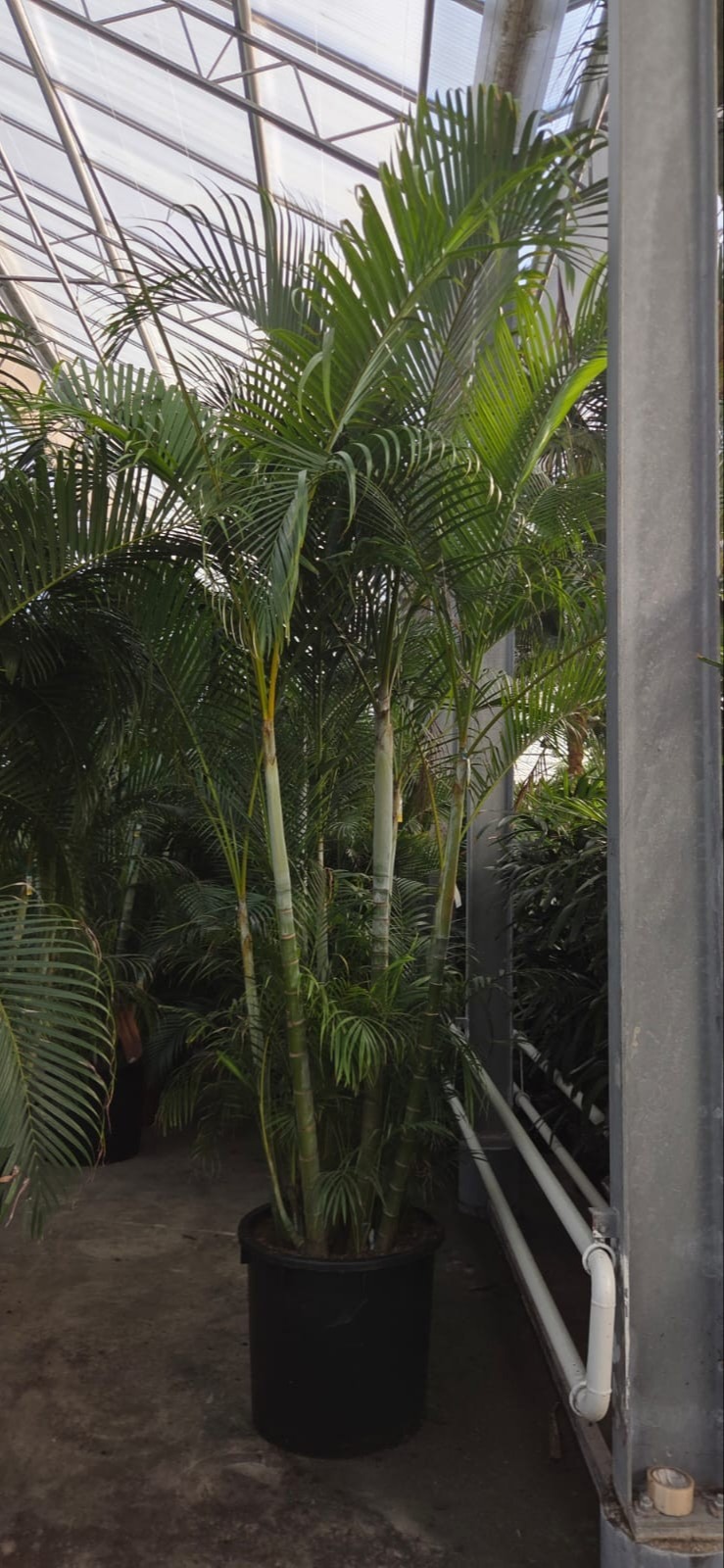 Dypsis Lutescens