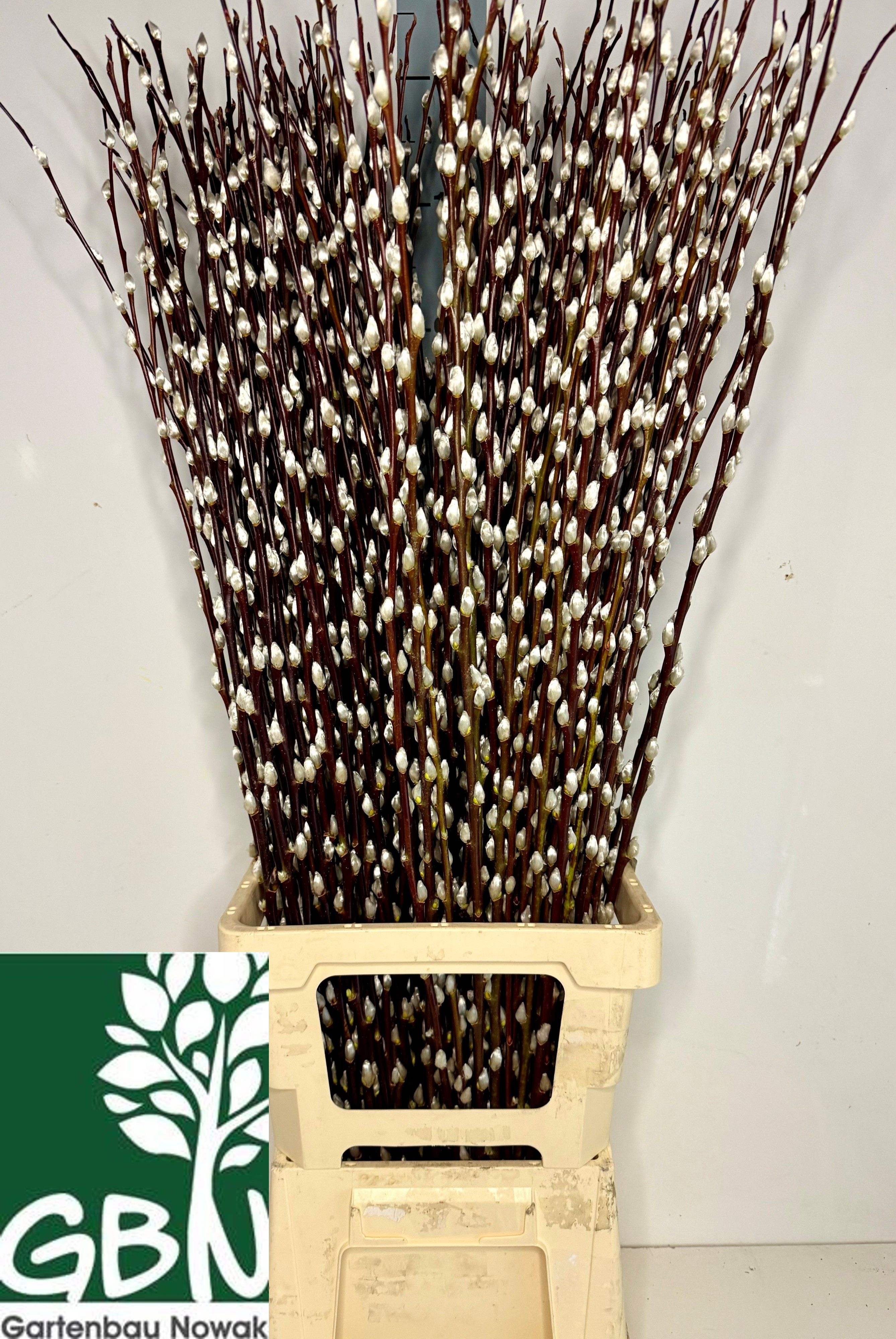 Salix Ca Snow Flake 100cm