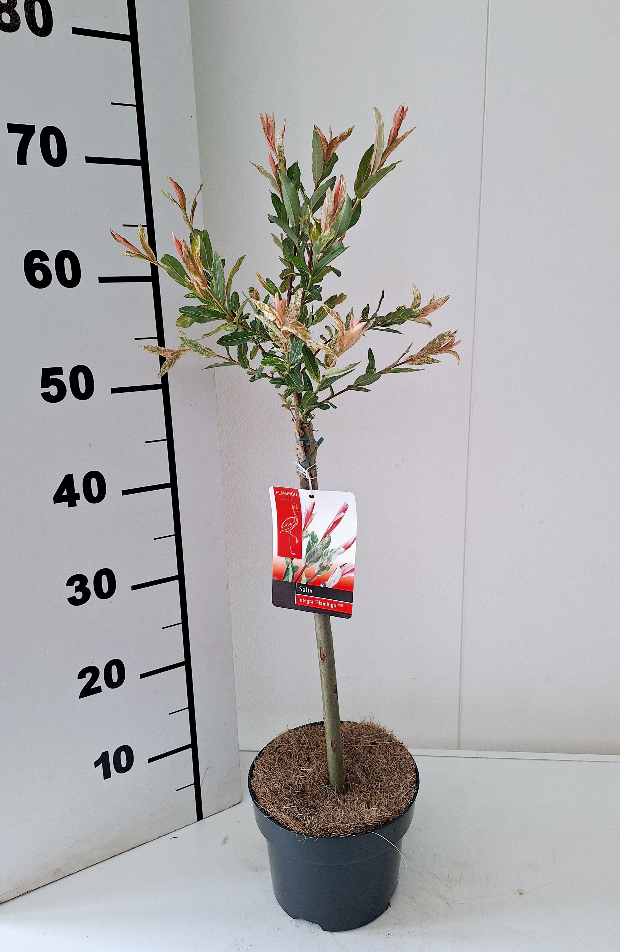Picture of Salix Flamingo stam 40