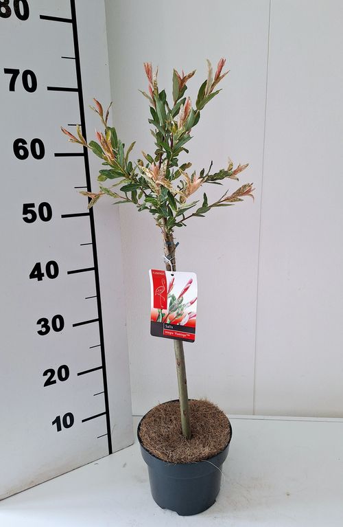 Salix integra 'Flamingo' p17 Bkoe
