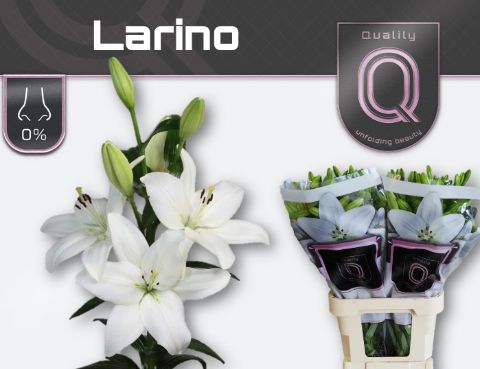 Li La Larino 90L.cm 45+knop 23bloei