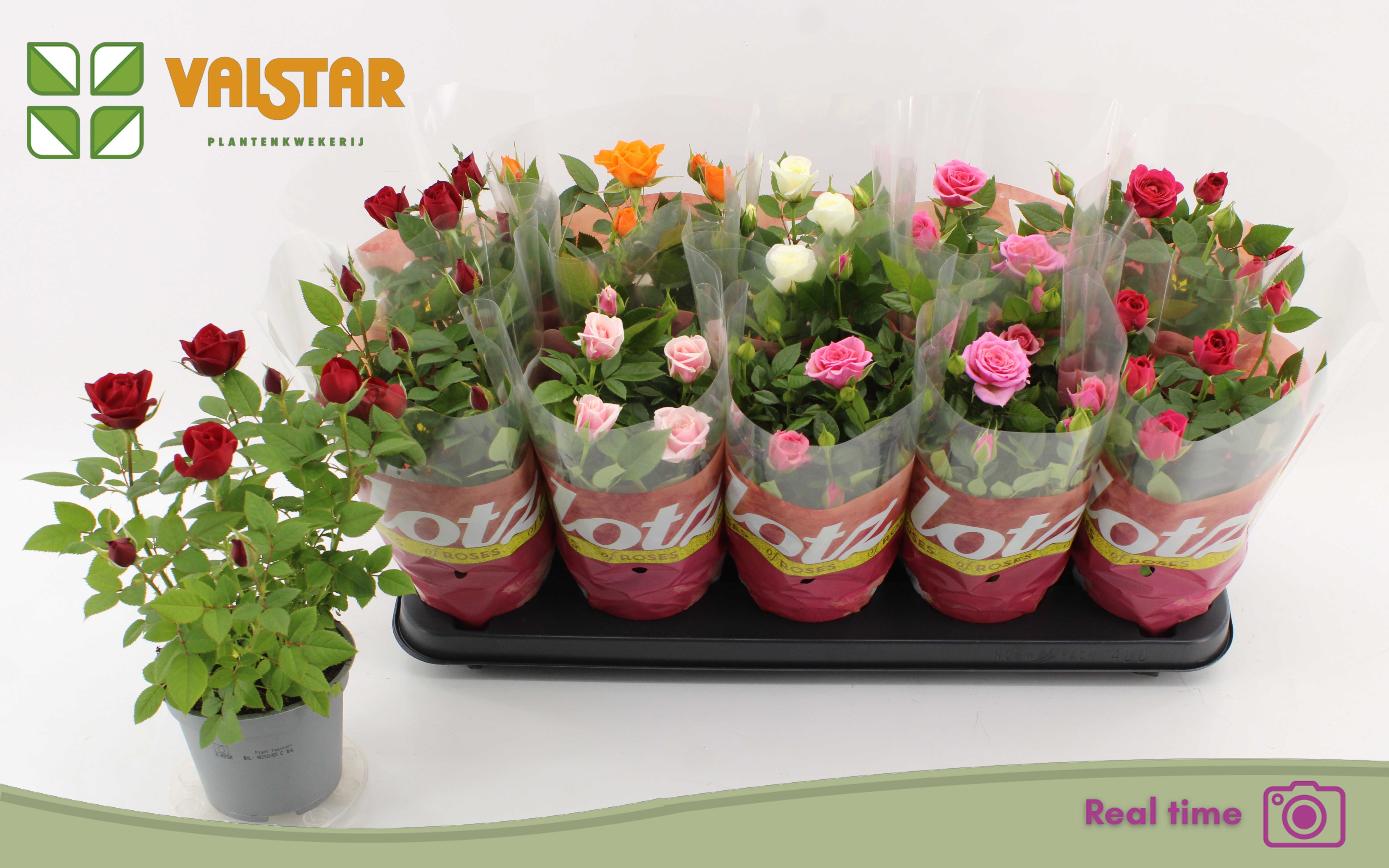 Rosa Lotz Of Mix Jewel 12Ø 30cm