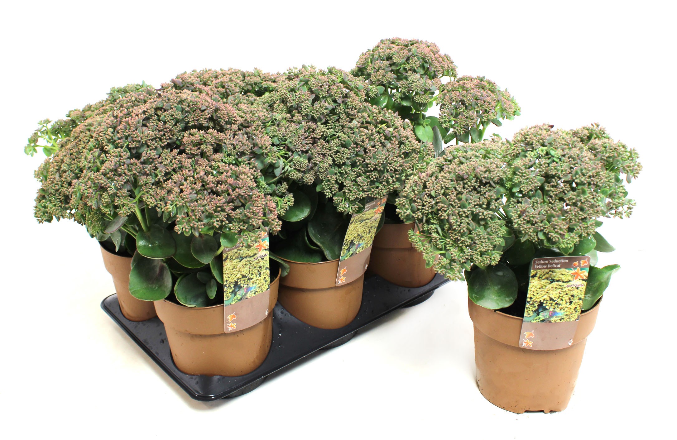 Picture of Sedum Seduction Yellow Delicat P15