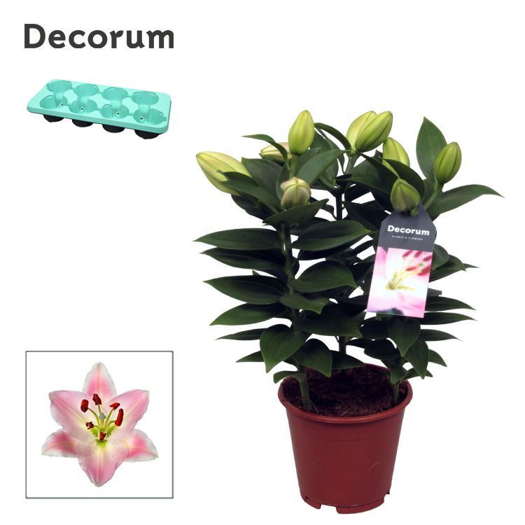 Picture of Lilium oriental Rascal Souvenir 3PP P13 45cm