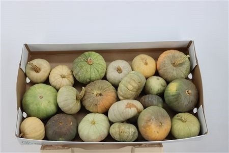 Cucurbita Jarrahdale