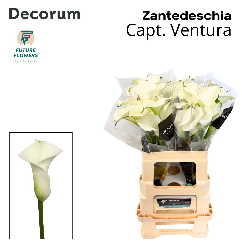 Zant Capt Ventura