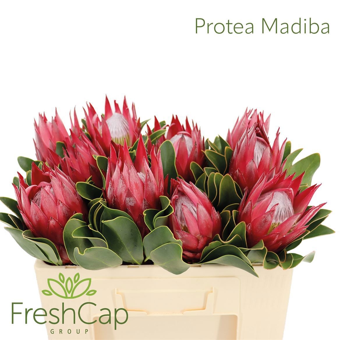 Protea Madiba 50cm