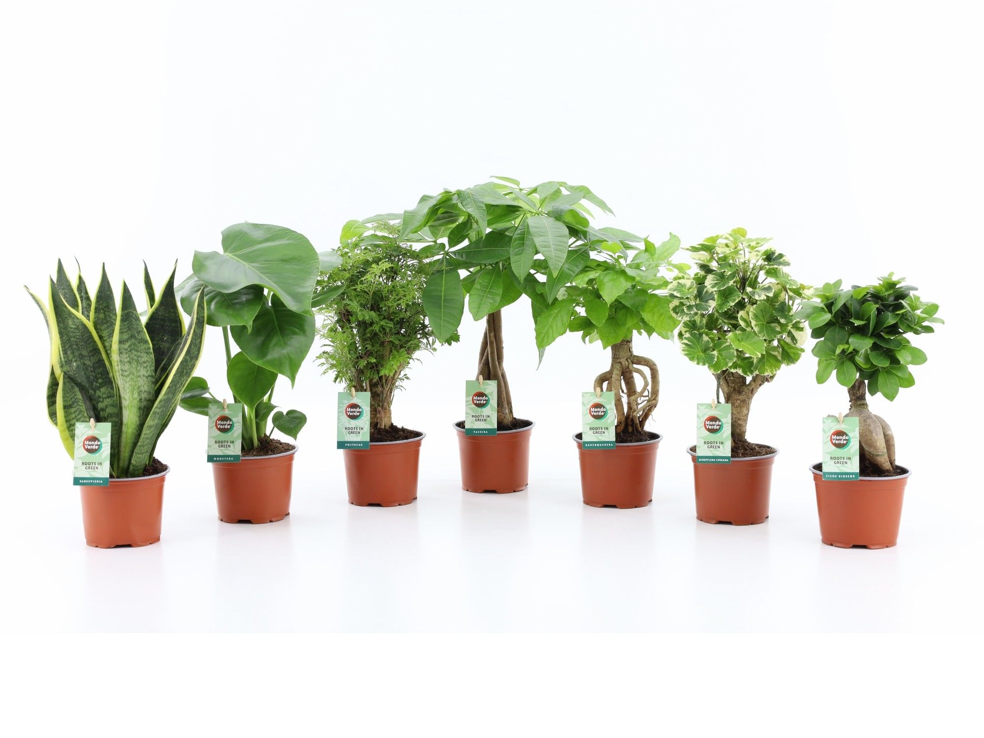 Sonstig Zimmerpflanzen gemischt Exotic Green Mix | OZ Planten
